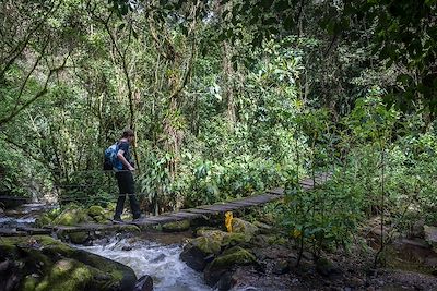 Randonnée en forêt - Colombie
