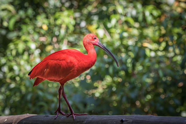 Observation animalière Colombie