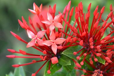 Flore - Colombie