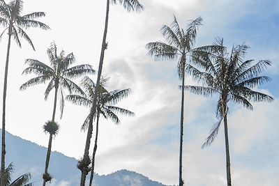 Vallée de Cocora - Colombie