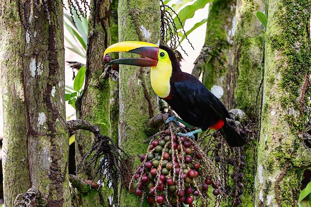Autotour Costa Rica Corcovado