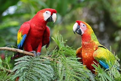 Ara Macao - Costa Rica