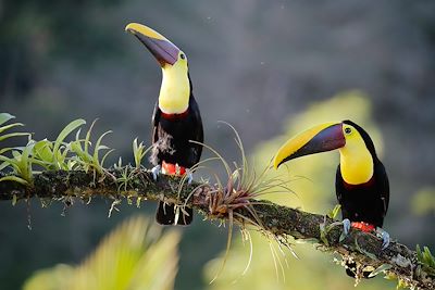 Couple de toucans de Swainson - Costa Rica