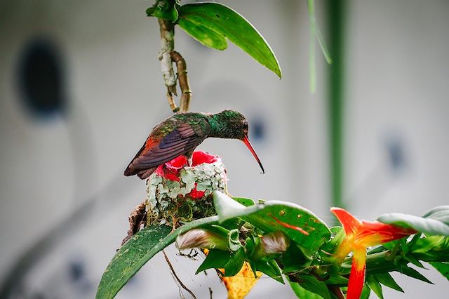 Observation animalière Costa Rica Côte Caraïbe