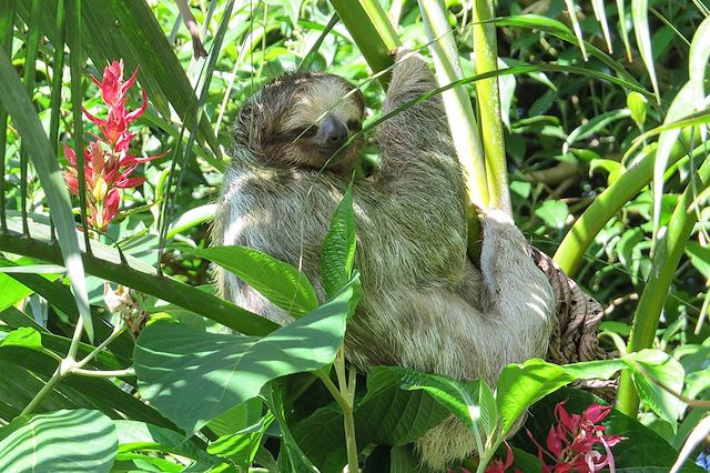 Observation animalière Costa Rica Côte Caraïbe