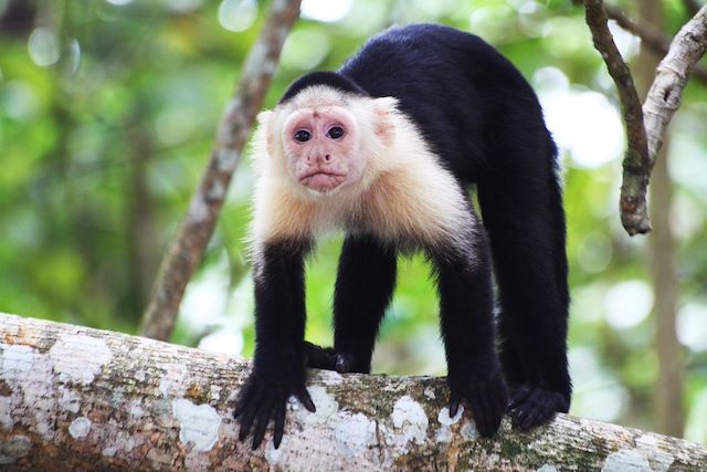 Observation animalière Costa Rica Côte Caraïbe