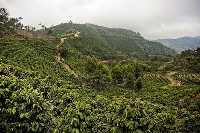 Plantation de café - Région de Turrialba - Costa Rica