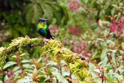Oiseau tropical - Costa Rica