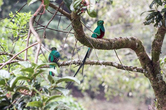 Observation animalière Costa Rica Côte Caraïbe