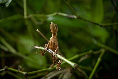 lézard dans le Parque nacional de Cahuita