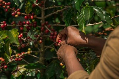 Récolte du café dans une plantation du Costa Rica 