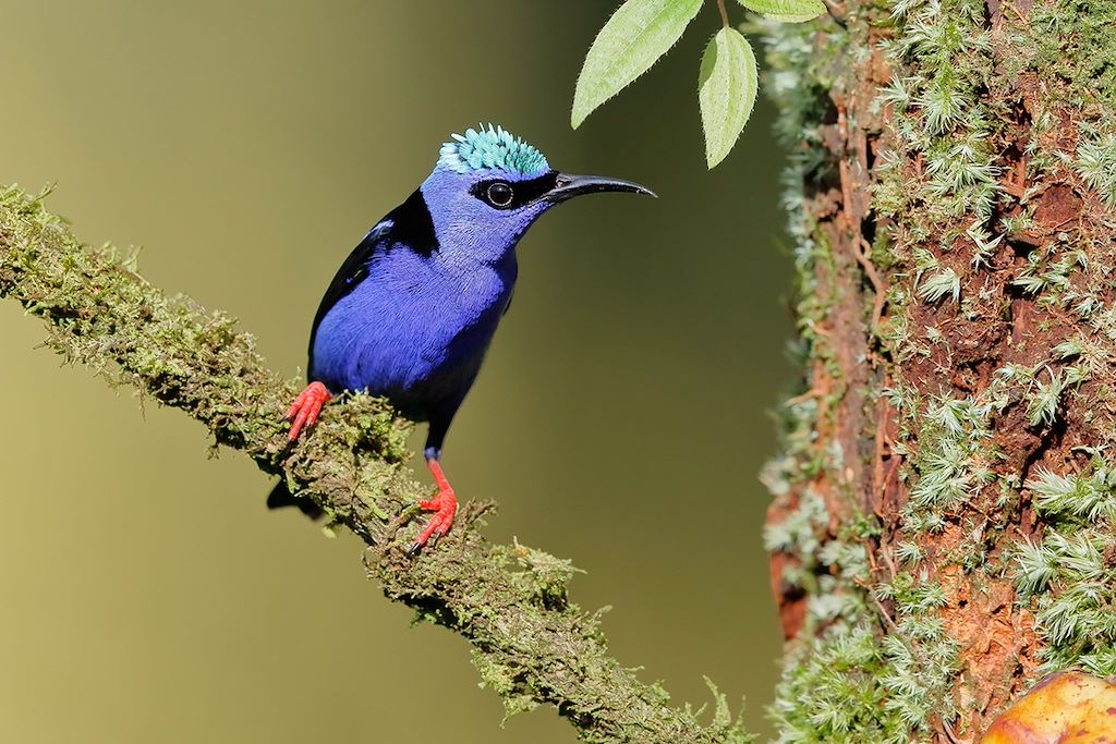 Voyage Costa Rica