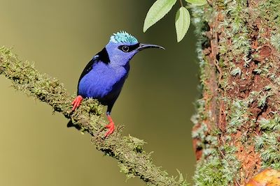 Hola Costa Rica 