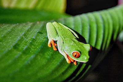Rainette aux yeux rouges - Costa Rica