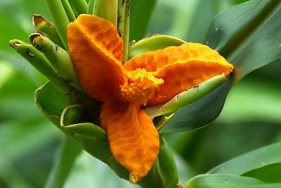Fleur dans le Parc Naturel de Topes de Collantes - Cuba