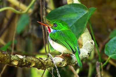 Le Todier de Cuba dans le Parc Naturel de Topes de Collantes - Cuba