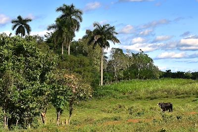 Randonnée dans les environs de San Juan de Sagua - Cuba