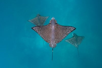 Au coeur des Galapagos