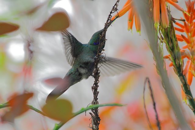 Observation animalière Equateur