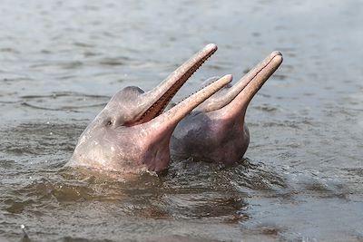 Dauphins roses d'Amazone - Equateur