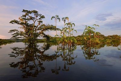 Réserve de Cuyabeno - Equateur 