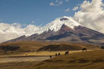 Volcan Cotopaxi - Équateur