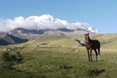 Cheval devant le Chimborazo - Equateur