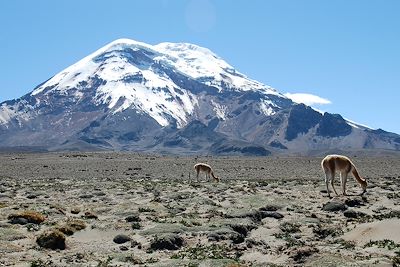 Vigognes au pied du volcan Chimborazo - Équateur