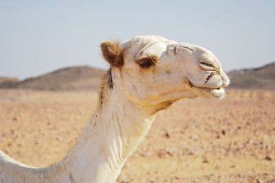 Dromadaire dans un désert