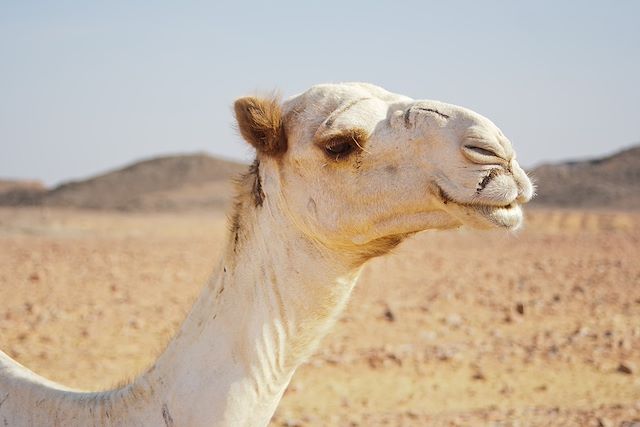Découverte Egypte