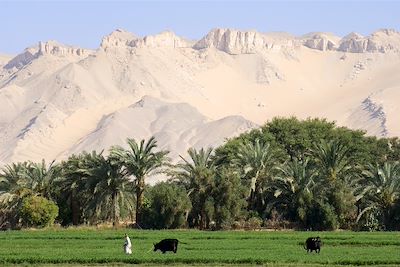 Oasis - désert libyque - Egypte