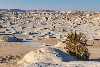 Désert Blanc et oasis du Sud