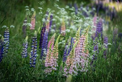 Fleurs sauvages - Pyrénées - Espagne