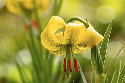 Fleurs sauvages, Lis des Pyrénées - Catalogne -  Espagne