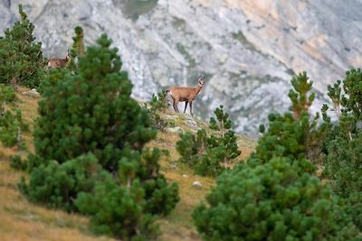 Chamois - Catalogne - Espagne