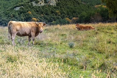 Vaches - Alta Garrotxa - Catalogne - Espagne