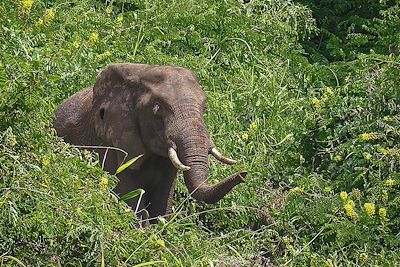 Elephant du parc Churchura - Ethiopie