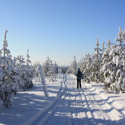 Ski de fond au cœur de la forêt boréale