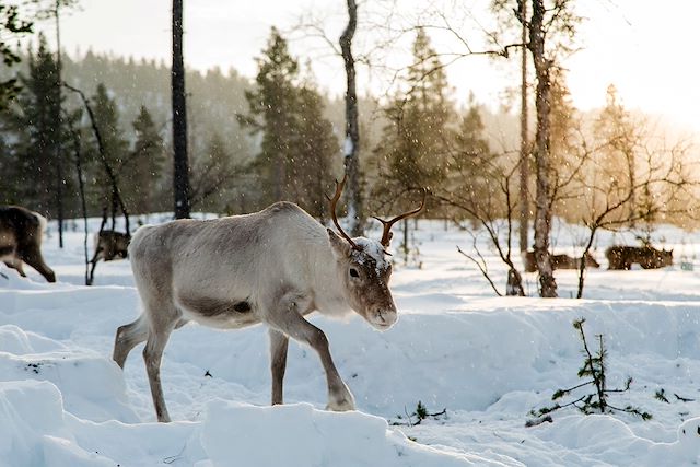 Aurores boréales Finlande Laponie finlandaise