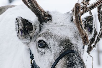 Laponie finlandaise - Finlande