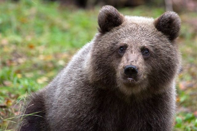 Observation animalière Finlande