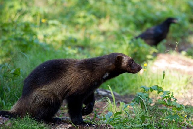 Observation animalière Finlande