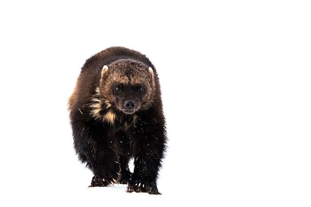 Observation animalière Finlande
