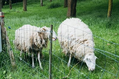 Moutons - Loir-et-Cher - France