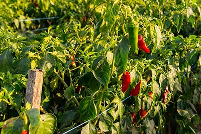 Champs de Piment d’Espelette, village d’Itxassou - Pays-Basque - France
