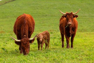Vaches, dans les environs de Saint-Jean-Pied-de-Port - France