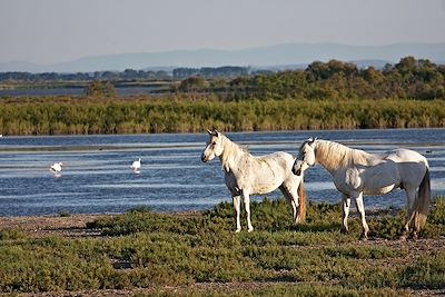 Chevaux de Camargue - Provence-Alpes-Côte d'Azur - France