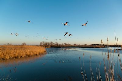 Camargue - Provence-Alpes-Côte d'Azur - France