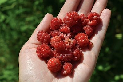 Cueillette de framboises 