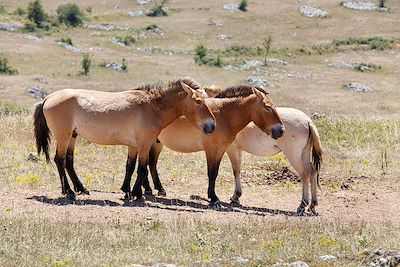 Chevaux de Przewalski - Occitanie - France